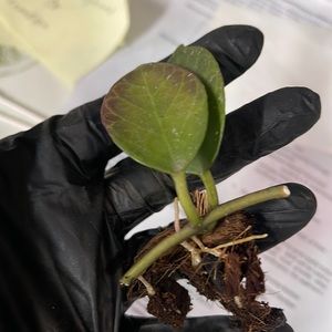 Rare hoya sunrise rooted